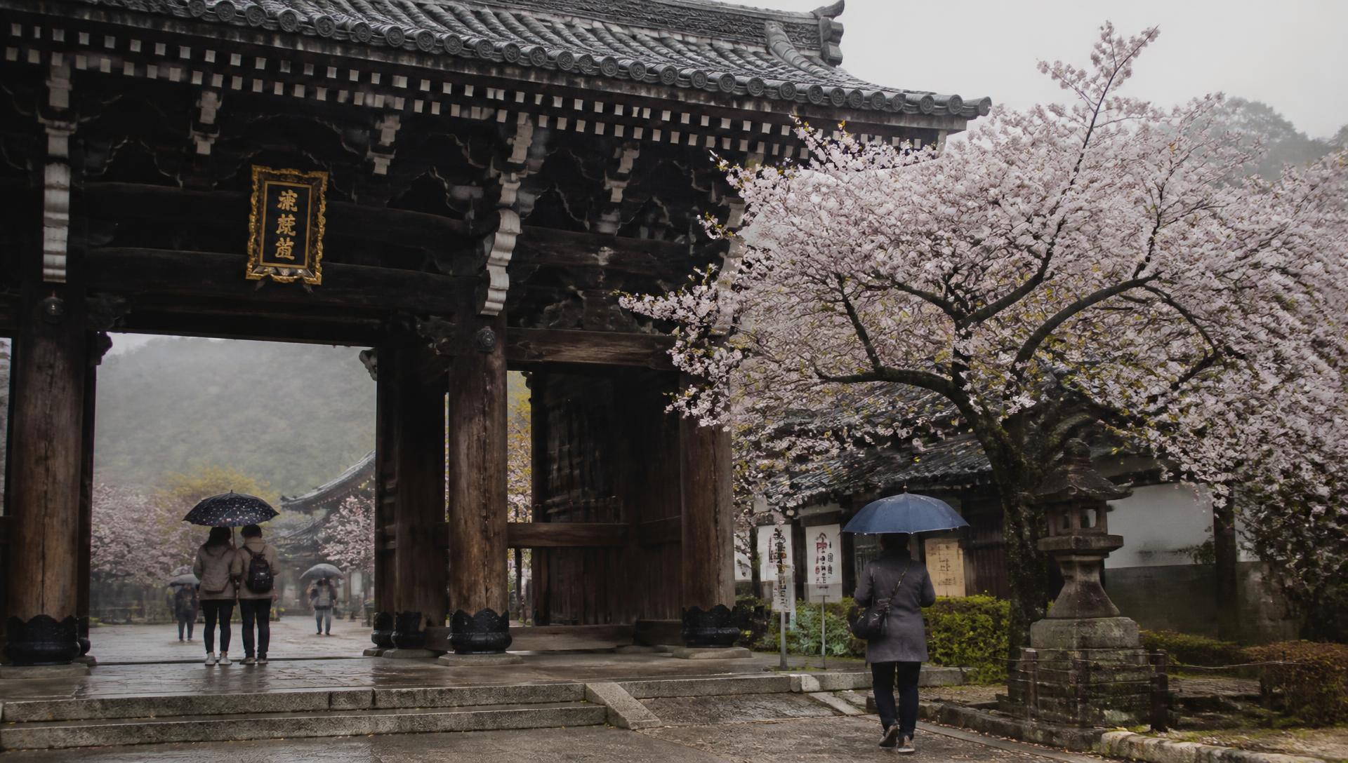 Templo japonês entre cerejeiras em flor ao amanhecer